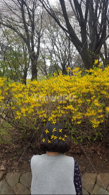 개나리,봄,꽃,노란꽃,나들이,산책,인물,뒷모습,sping,flower,yellowflower,forsythia,picnic,walk,trail,woman,감성,컨셉,느낌,감성사진