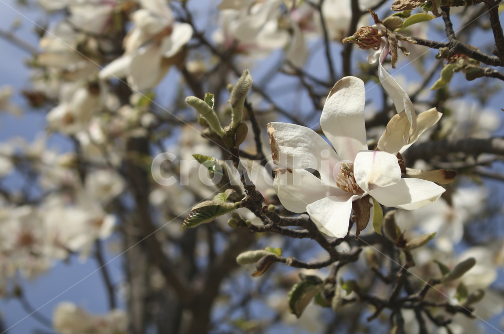 plant,식물,flower,blossom,꽃,목련,백목련,흰꽃,하얀꽃,봄꽃,spring,봄,white,whiteflower