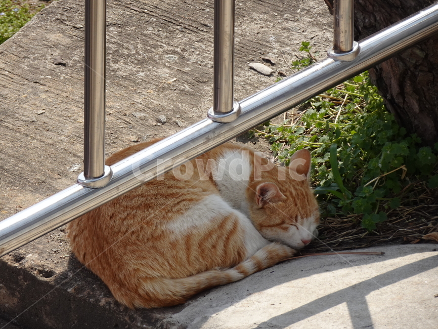 길고양이,길냥이,치즈태비,치즈길냥이,고양이낮잠,동물,animal,포유류,mammal,고양이,cat,kitten,kitty