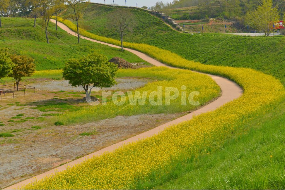 유채꽃,해미읍성,꽃,노랑,flower,전통,역사,한국의미,하늘,봄