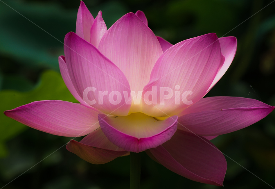 연,연꽃,수생,연밭,연밥,식물,식물,자연,plants,nature,꽃,flower