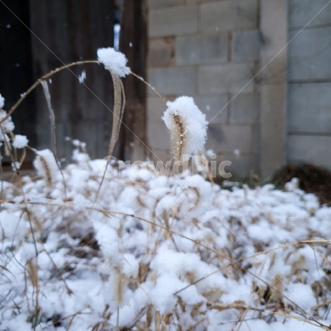 nature,눈,snow,강아지풀,자연