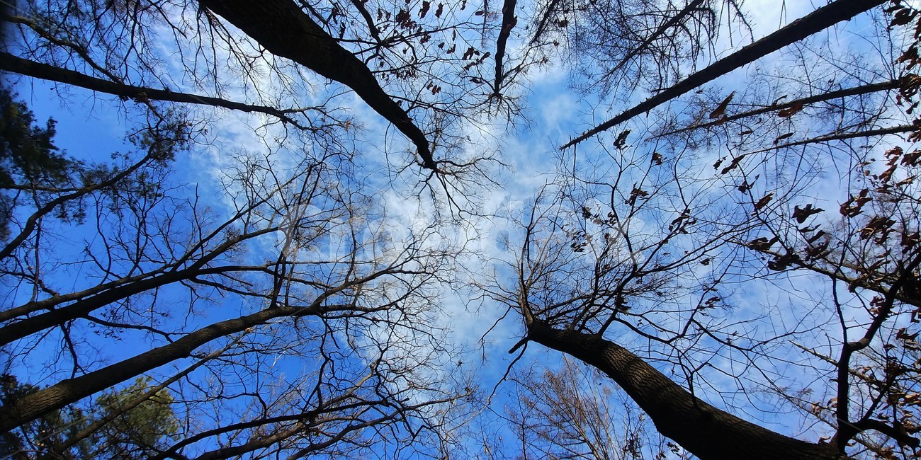 숲,나무,겨울숲,겨울나무,하늘,창공,sky,하늘풍경,자연풍경,한국풍경,자연경관,tree,plant,식물,tree trunk,나무 줄기