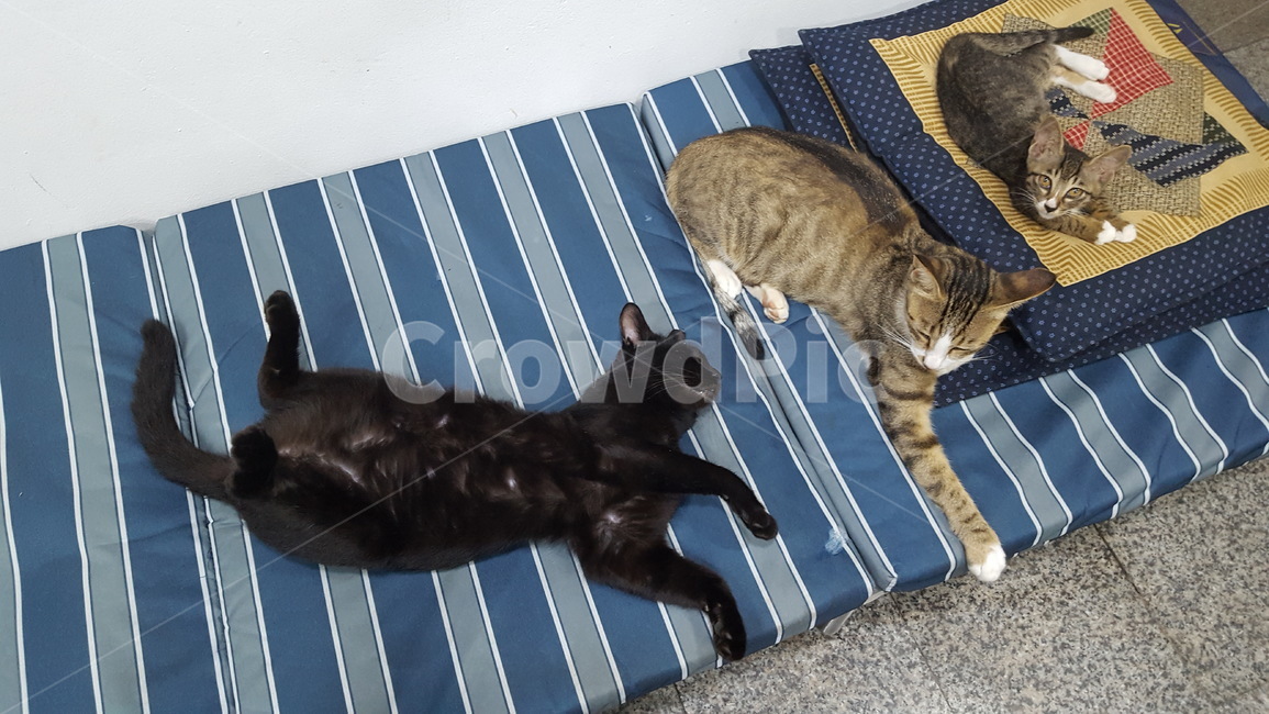 cat,고양이,길냥이,휴식,애완동물