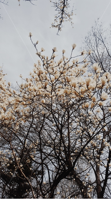 목련,봄꽃,봄,꽃,초봄,꽃봉오리,봉오리,고귀함,자연,풍경,식물,magnolia,백목련,하얀목련,화사한,magnoliakobus,kobus,nature,landscape,나무,tree,계절,season,감성