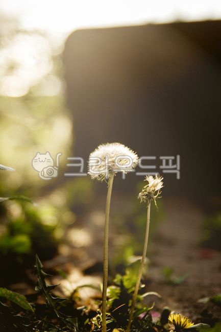 sunlight,light,glue,grass,plant,flower