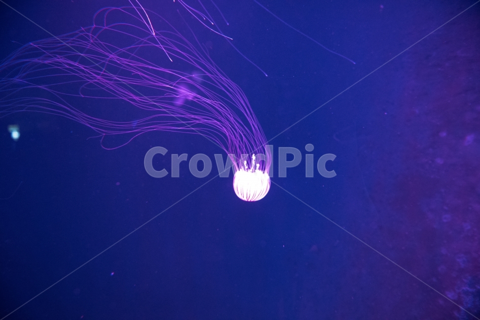 jrllyfish,해파리,바다속,바다,해양생물,동물,animal,색깔,색상,색채,색감,color sense,color sensitivity,feeling of color