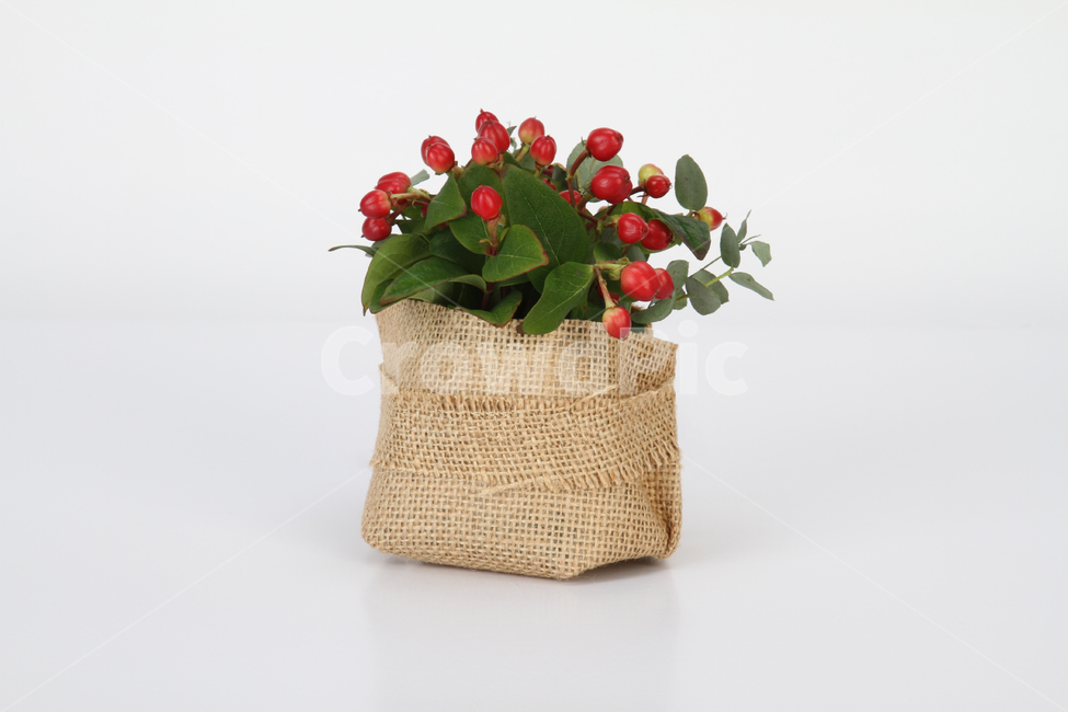 화분,식물,흰배경화분,황마커버화분,황마케이스화분,식물,자연,plants,nature