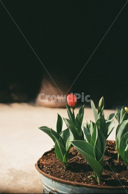 튤립,꽃,필름카메라,감성,화분,자연,필카,실내용화초,화분,화초,house plant