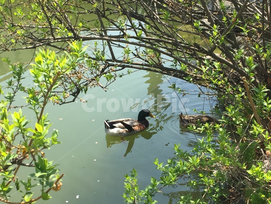오리,나무,호수,초록,잎,동물,자연,동물,animal,조류,새,birds
