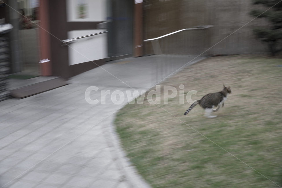 고양이,길고양이,공원,cat,순간포착,동물,animal,포유류,mammal,고양이,cat,kitten,kitty