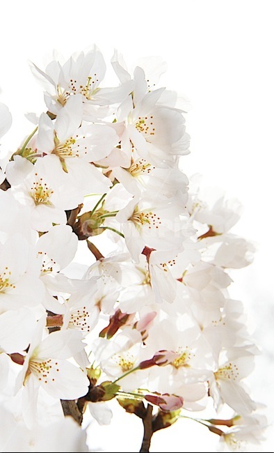 봄,벚꽃,spring,sakura,봄꽃,봄,계절,spring,season,plant,식물