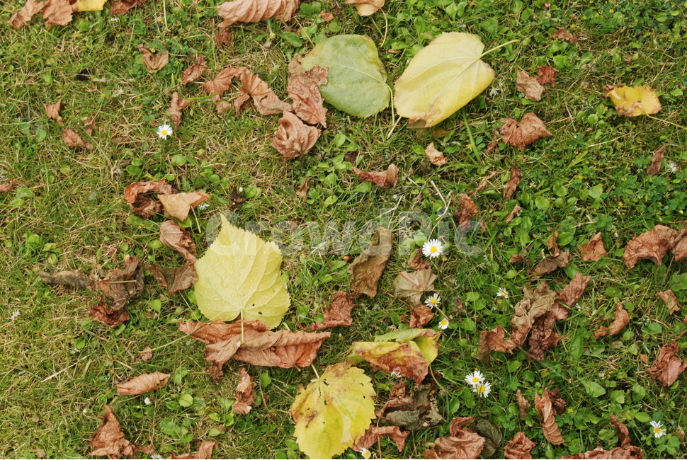 ground,바닥,plant,식물,leaf,잎,낙엽,가을,잔디,가을,계절,fall,autumn,season