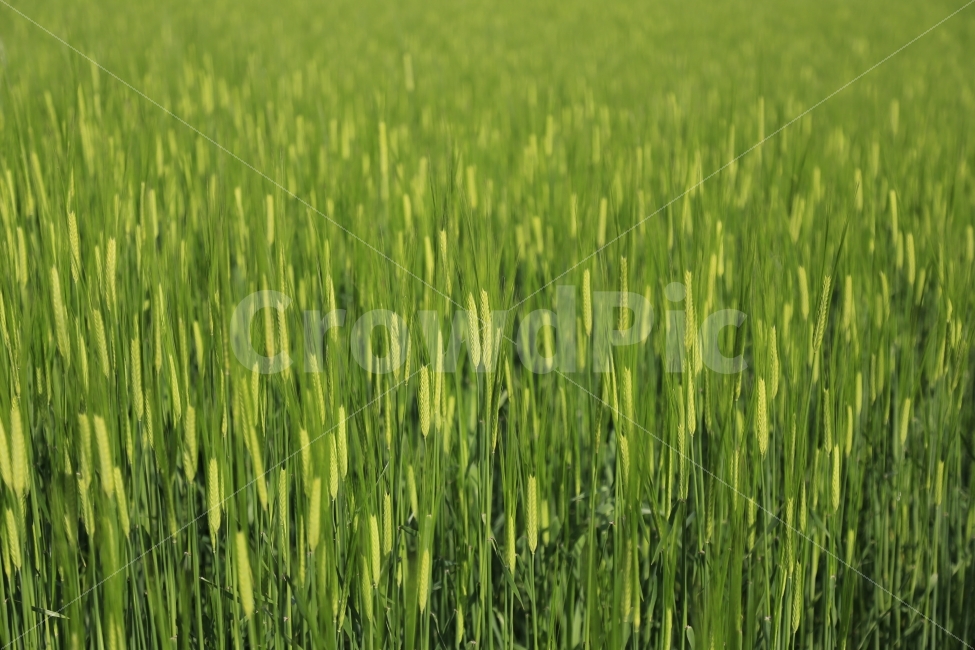 청보리,봄,초록,풀,휴식,식물,자연,plants,nature