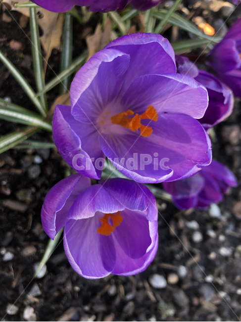plant,flower,blossom,crocus,purple,spring,happy,식물,꽃,활짝핀꽃,크로커스,보라색,보라색꽃,봄,자연,nature