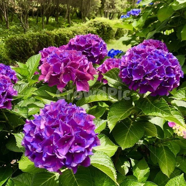 제주도,수국,보라색,꽃,수목원,보라색수국,식물,자연,plants,nature,꽃,flower