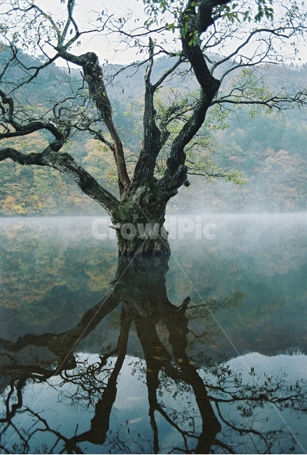 호수,식물,가을,물안개,아침,반영,필름,lake,plants,landscape,자연,풍경,nature,landscape,식물,plants,나무,trees,wood,tree,plant,tree trunk,나무 줄기