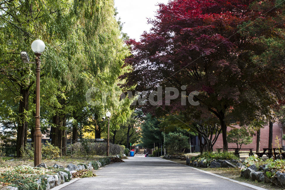 나무,자연,길,단풍나무,가로등,풍경,자연,풍경,nature,landscape,outdoors,옥외,garden,정원,arbour,정자