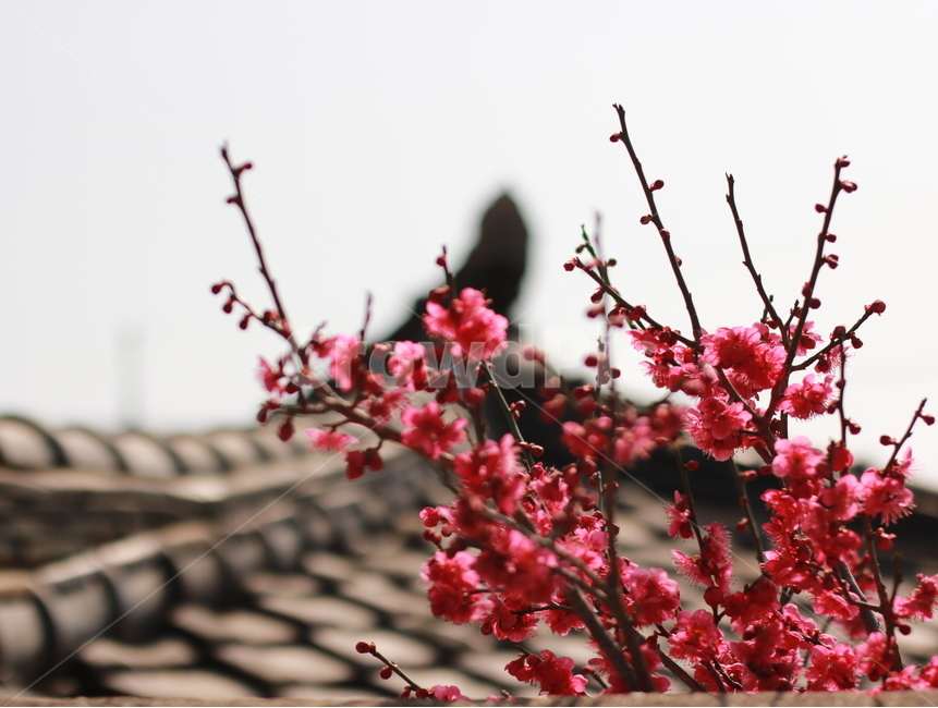 봄,홍매화,대룡마을,기와,식물,자연,봄,계절,spring,season,식물,자연,plants,nature,꽃,flower,감성,sensible,feeling,plant