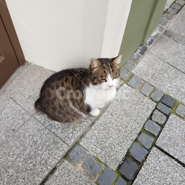 stray cat,cat,spotted cat,animal,fat cat