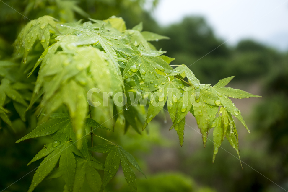잎,식물,자연,배경,풍경,근접촬영,초록,단풍,나무,식물,자연,plants,nature