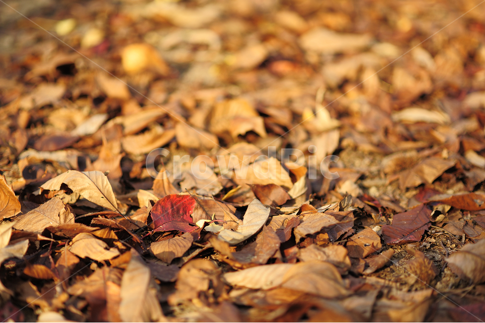 빨간색,하늘,가을,단풍,거리,낙엽,fall,maple,street,노란색,풍경,나뭇잎,자연,가을,계절,fall,autumn,season,leaf,잎,plant,식물,ground,바닥