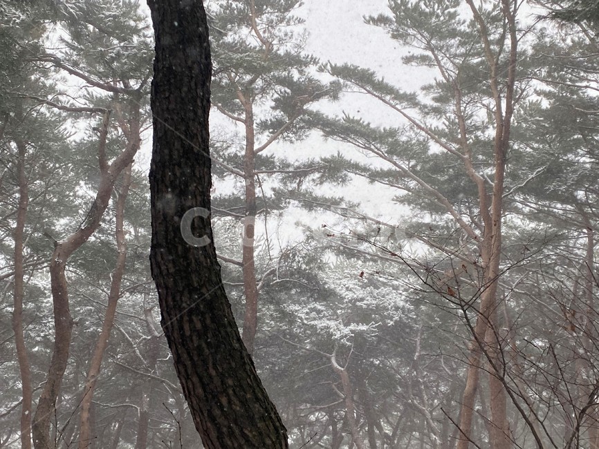 plant,tree,나무,나무줄기,소나무,눈,snow,겨울,winter