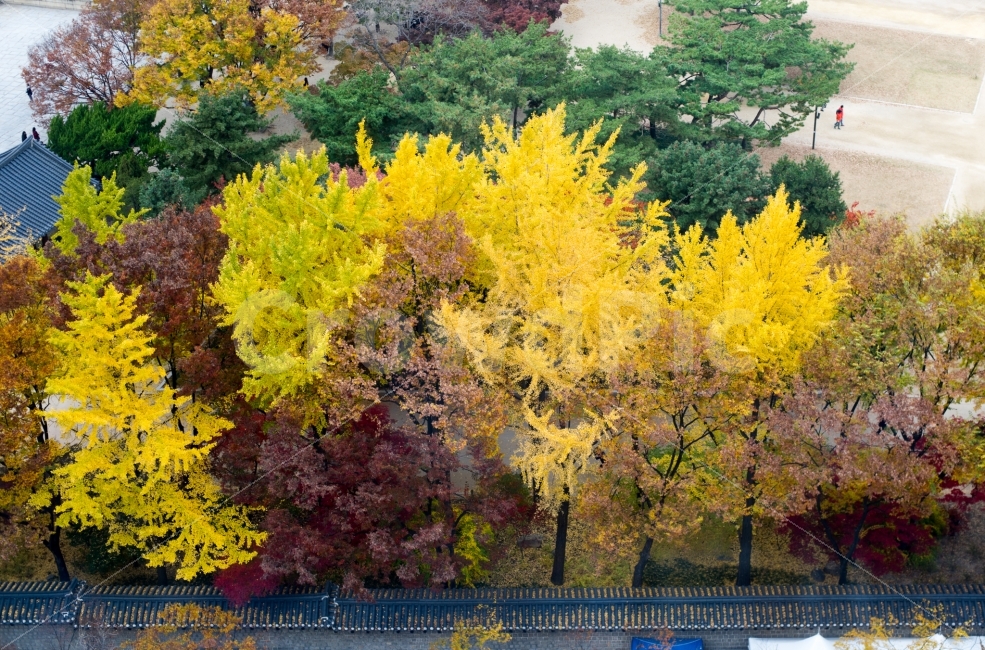 가을,낙엽,단풍,나무,기와,은행나무,감성,궁,가을,계절,fall,autumn,season,자연,풍경,nature,landscape,한국전통,한국문화,korean traditional,korean culture,tree,plant,식물,maple