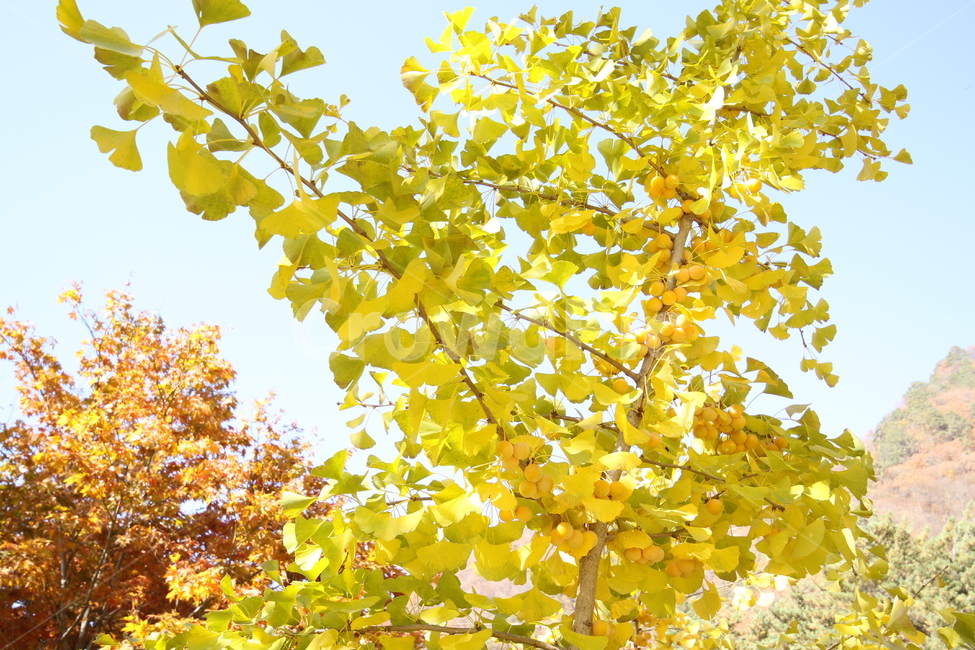 은행,은행나무,은행잎,가을,하늘,가을,계절,fall,autumn,season,식물,자연,plants,nature,tree,나무,plant,leaf,잎