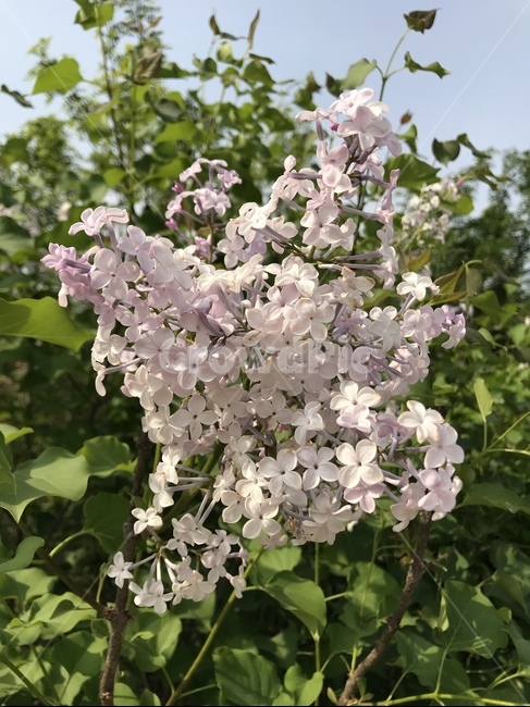 플라워,봄,꽃,flower,자연