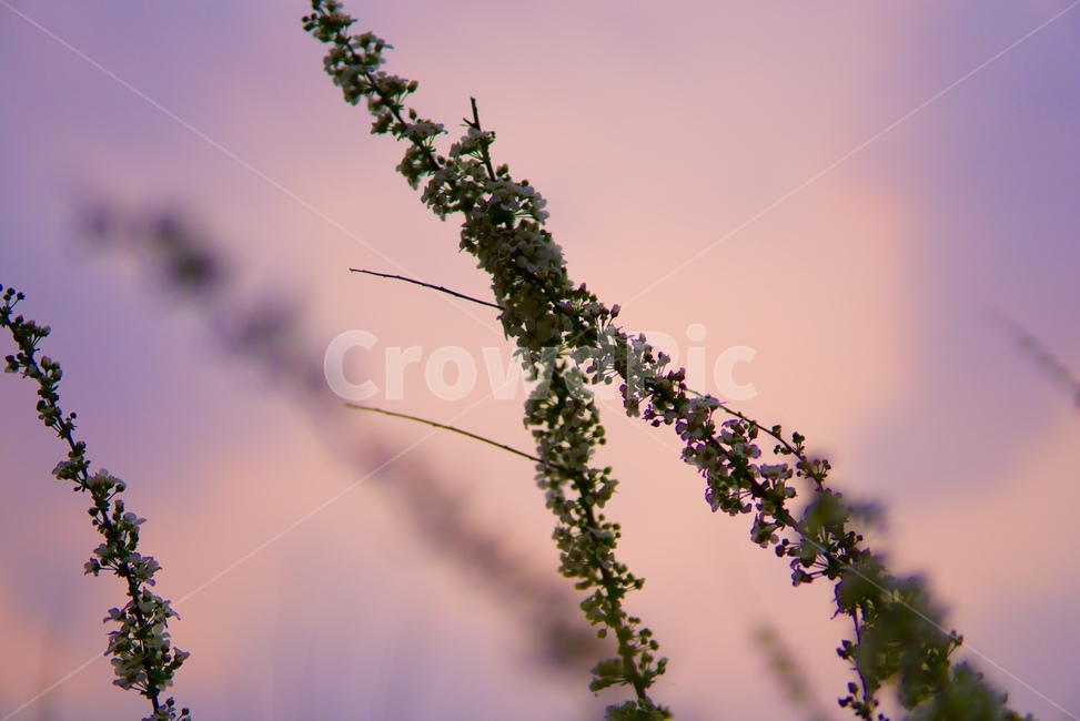 꽃,봄,감성,벚꽃,색감,식물,자연,plants,nature