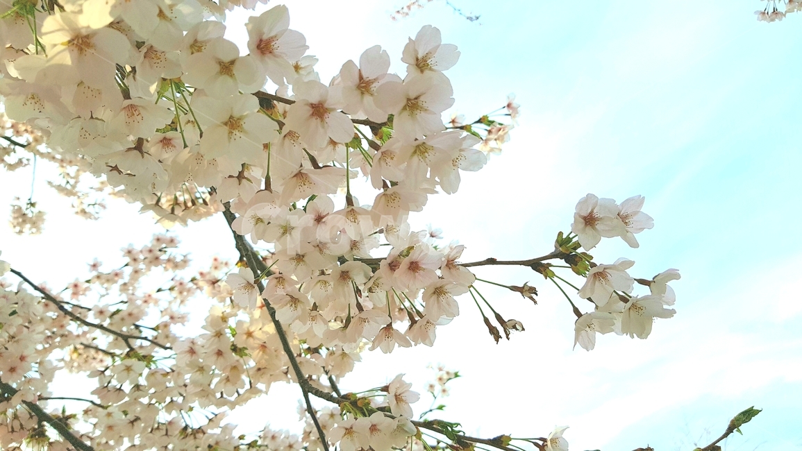 벚꽃,흐린날벚꽃,봄날벚꽃,벚꽃가지,봄,봄,계절,spring,season,plant,식물,flower,꽃,blossom