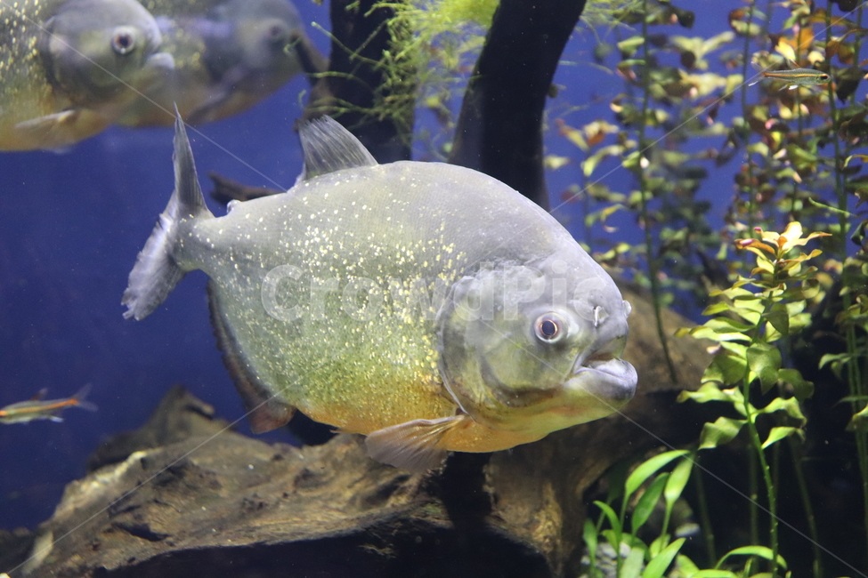 fish,물고기,animal,동물,sea,생선,어류,물고기,fish