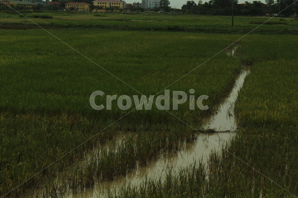 nature,자연,옥외,outdoors,들,field,농사,논,농업,농사,agriculture,farming,farming industry