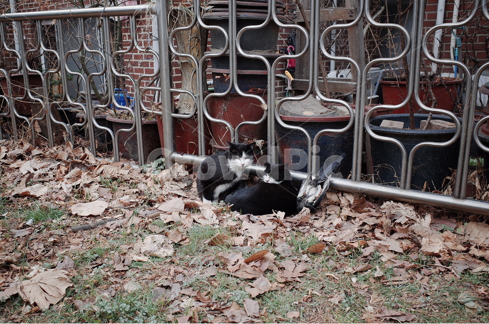 고양이,길냥이,길고양이,cat,streetcat,동물,animal,포유류,mammal,고양이,cat,kitten,kitty