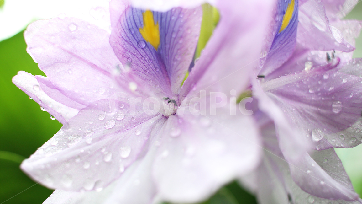 water drop,petal,water hyacinth,water hyacinth flower,affix,plant,summer,flower