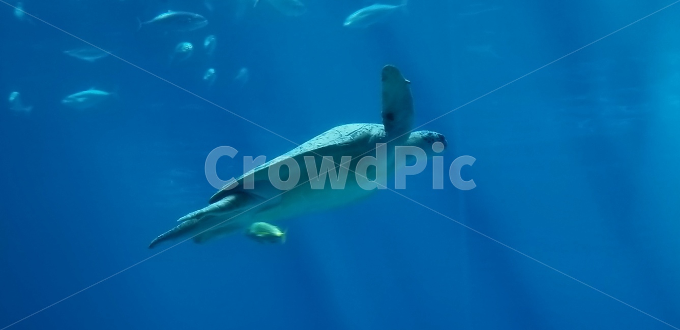 수족관,거북이,turtle,아쿠아리움,aquarium,동물,수중생물,animal,america,blue,파랑,light,빛,미국,거북,바다거북