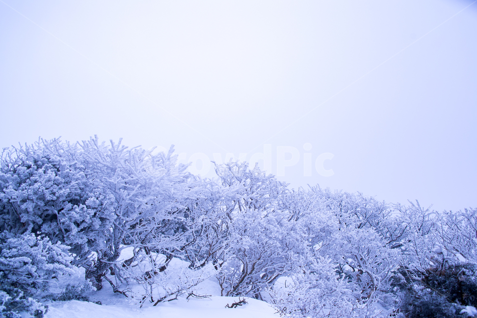 눈,눈보라,백설,snow,제주도,한라산,영실코스,풍경,설경,흰눈,겨울,winter