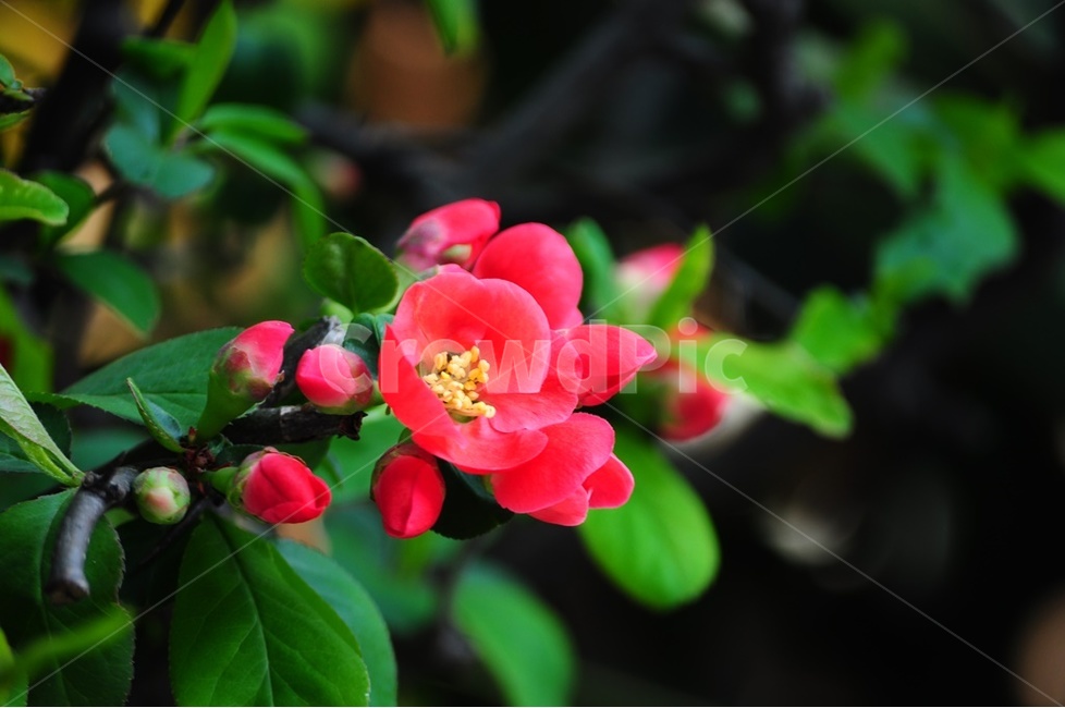 산당화,명자꽃,해당화,붉은산당화,조경수,식물,자연,plants,nature,꽃,flower