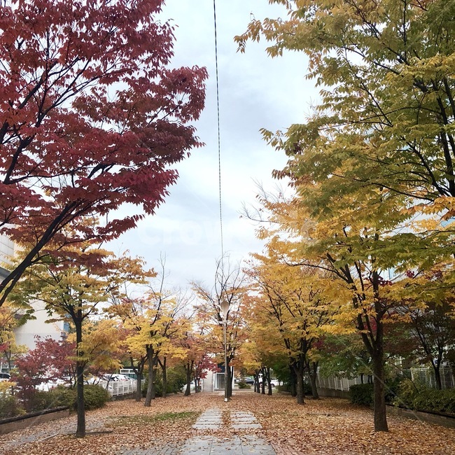 단풍,거리,나무,tree,식물,plant