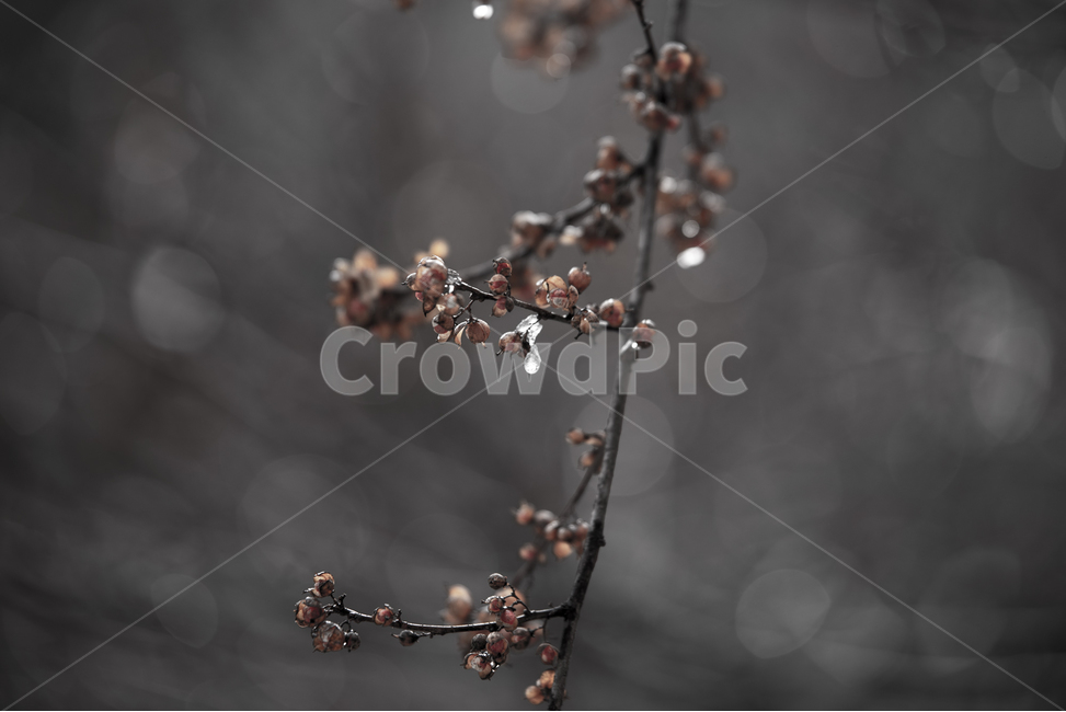 물방울,열매,나무,식물,흑백,식물,자연,plants,nature