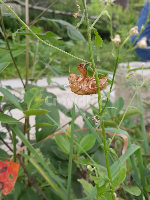 굼뱅이,벌레,허물,탈피,자연,번데기,매미유충,동물,animal,곤충,벌레,insect,bug
