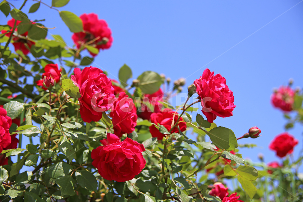 장미,꽃,식물,빨강색,정원수,식물,자연,plants,nature,꽃,flower