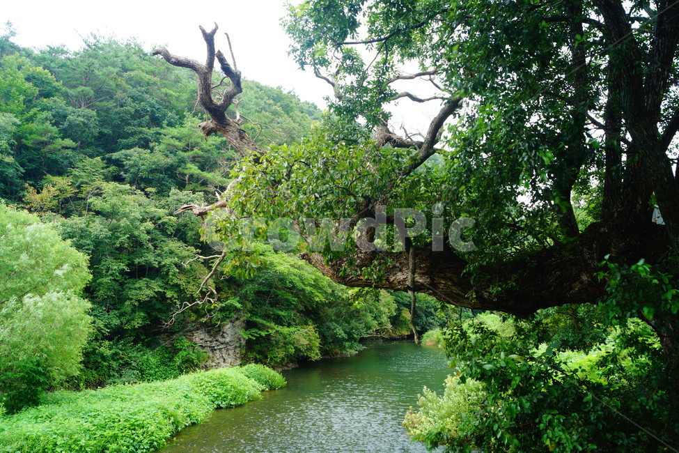 nature,자연,water,물,vegetation,초목,plant,식물,land,땅,자연,풍경,nature,landscape,outdoors,옥외