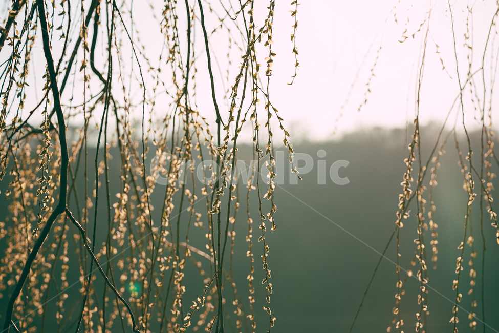 plant,식물,꽃,나무,버드나무,봄,햇빛,식물,자연,plants,nature,꽃,flower