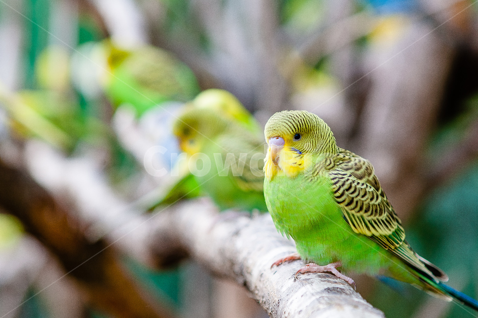 앵무새,동물원,새,생명,동물,날개,동물,animal,조류,새,birds