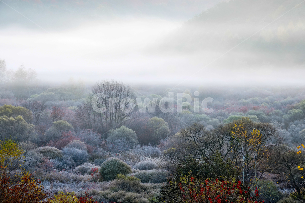weather,날씨,nature,자연,outdoors,옥외,숲,아침,일출,안개,서리,단풍,가을,산