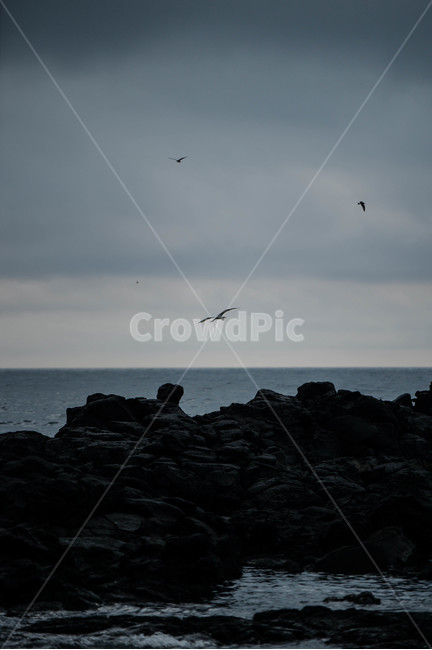 바다,제주도,제주,흐린날,감성,자연,풍경,nature,landscape,한국자연풍경,한국자연경관,korea nature landscape,제주도,jeju,jeju island,animal,동물,bird,새,flying,나는