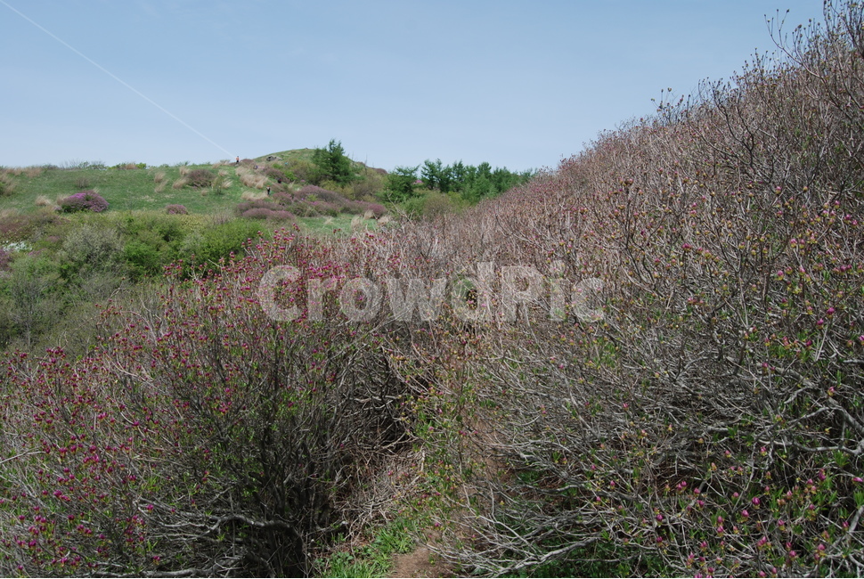 바래봉,세걸산,산철쭉,팔랑치,정령치,자연의위대함,등산로,능선,아름다움,신비스런산,돌,산행,힐링,자연,감성,등산,계절,여행,한국,한국명산,한국등산,풍경,눈,나무,하늘,바람,바람소리,환경,생태계,산,땅,자연,풍경,nature,landscape,한국자연풍경,한국자연경관,korea nature landscape,grass,잔디,plant,식물,outdoors,옥외,grassland,목초지,field,들