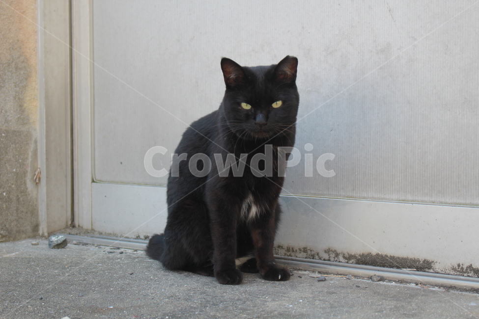 고양이,길고양이,검은고양이,거리,마을,pet,애완동물,동물,animal,포유류,mammal,고양이,cat,kitten,kitty